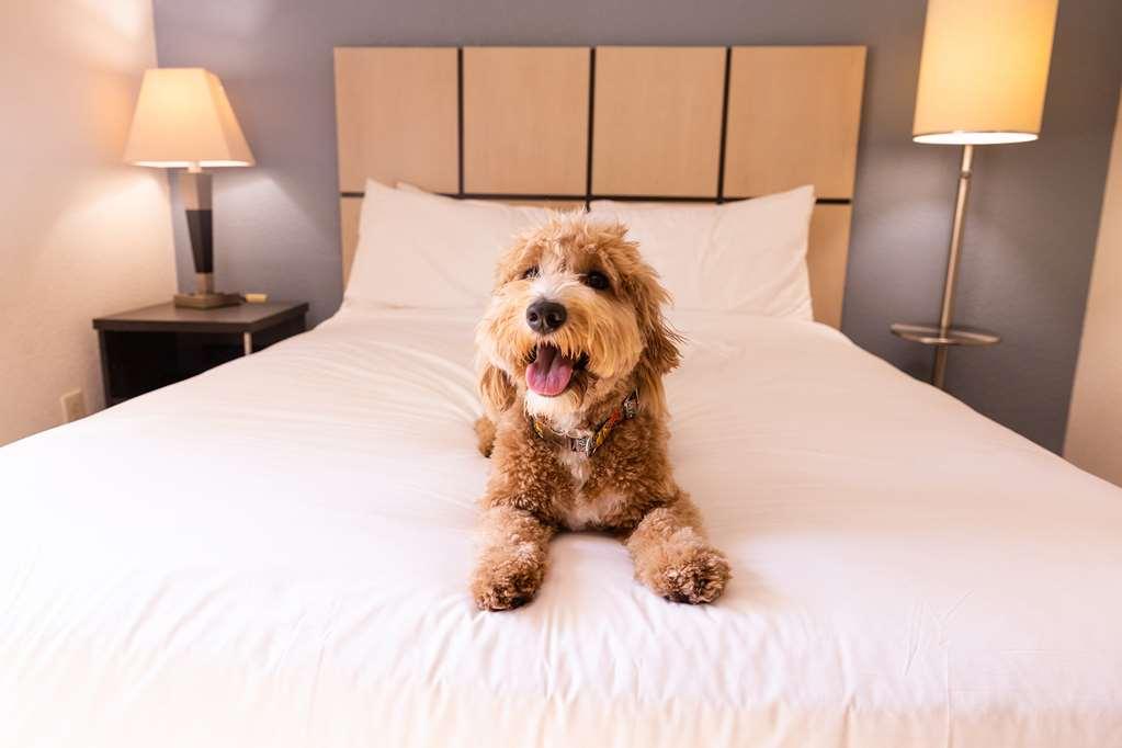 Sonesta Simply Suites Phoenix Tempe Camera foto